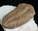 Nice Pliomera Fischeri Trilobite #6452-3